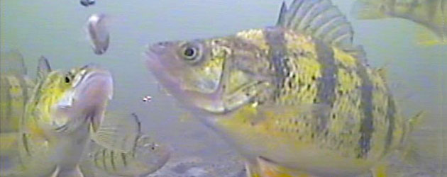 Yellow perch going for the lure on an underwater video camera screen shot under the ice