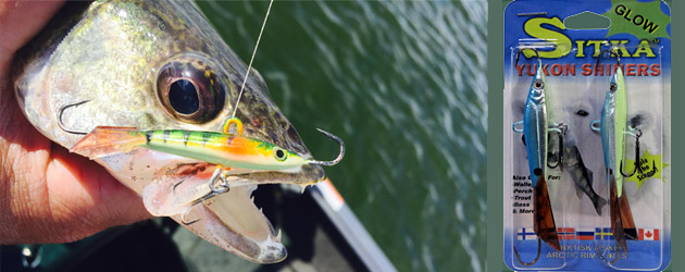 Yukon Shiners are perfect for vertical jigging up walleye like this one.