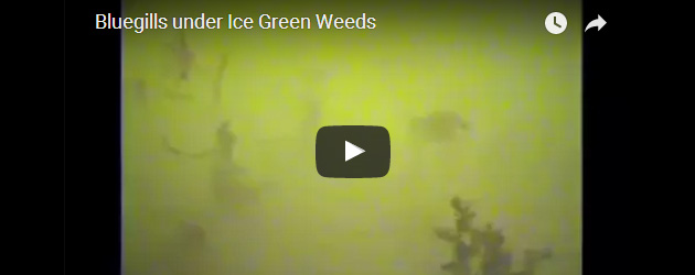 Bluegills under ice around green weeds