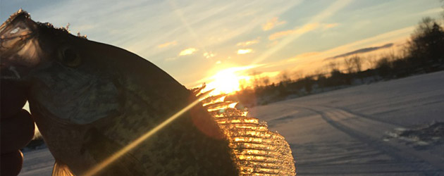 Crappie at sunset over the ice 630x250