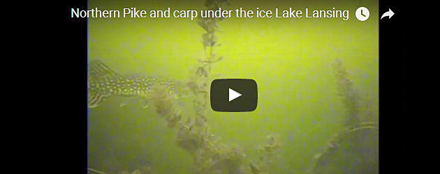 Northern pike on video under the ice on Lake Lansing while ice fishing