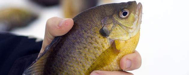 Ice fishing on Dobie Lake, Michigan Free Fishing Weekend 2024 February 17-18