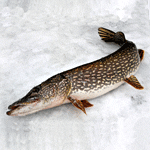 MDNR Fisheries consolidating, updating Michigan spearing regulations