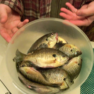 A half hour of ice-less ice fishing produced a nice catch of bluegill from a Barry County lake