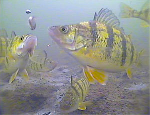 Yellow Perch going for a lure on an underwater camera