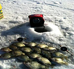 A mess of winter crappie caught through the ice using K&E Stopper Lures inline reels and Whip'r Rods