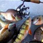 Reel and rod on the ice with a nice mess of panfish