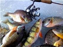 Reel and rod on the ice with a nice mess of panfish