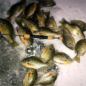 A nice catch of bluegills using these ice fishing techniques