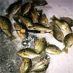 Bluegills, Bluegills and More Bluegills!