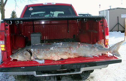 Giant Lake Sturgeon speared by Rich Miller in Wisconsin