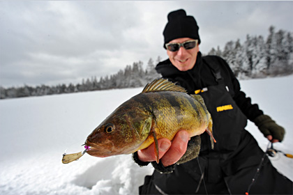 Pro angler Joe Balog with a late ice jumbo yellow perch from Lake St. Clair. Photo Credit: Millennium Promotions, Inc.