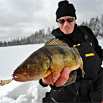 Late Ice Lake St. Clair Jumbo Perch