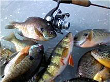 Bill Ferris ices a mess of nice panfish