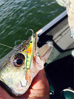 This walleye fell for a vertical jigged Yukon Shiner, perch color.