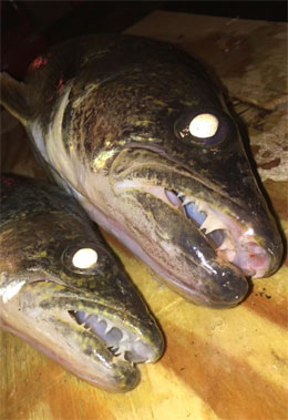 2 walleye on board so far, caught through the ice at night