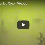 Bluegills under ice around green weeds