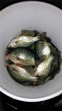 A bucket of crappie caught ice fishing with Skandia Tungsten jig and plastics