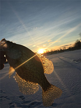 Crappie silhouetted by a winter sunset over the ice near Cement City, Michigan