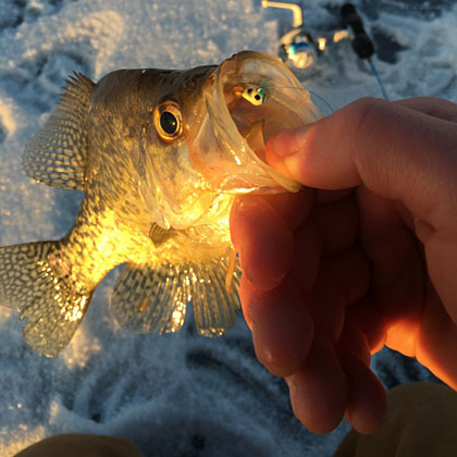 Crappie with a Skandia Tungsten #12 jig in its mouth, caught through the ice