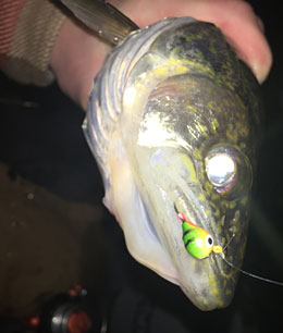 Nice walleye with a #8 Skandia Tungsten ice jig in its mouth, caught through the ice