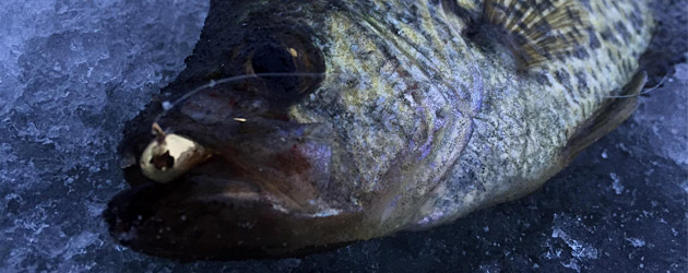 Crappie with a gold metallic Skandia jig ftrd630x250