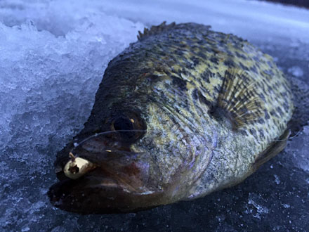 Crappie with gold Skandia Tungsten jig