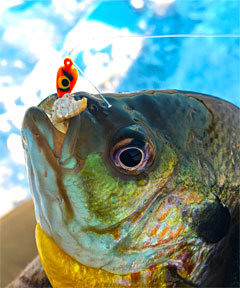 Caden Bradley caught this nice bluegill on a Skandia tungsten tear drop ice jig