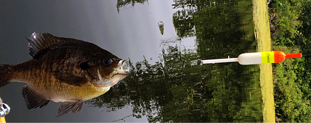 Back to basics bluegill with a Carlisle slip bobber float rig.