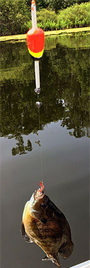 Bluegill caught with a Carlisle slip bobber float rig.