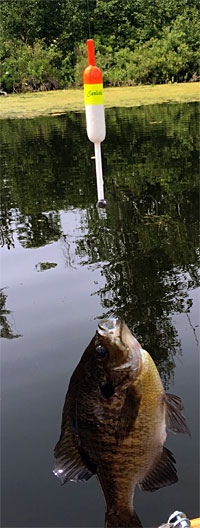 Bluegill caught on a slim Carlisle slip bobber rig.