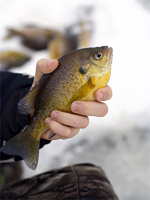 Ice fishing on Dobie Lake, Michigan Free Fishing Weekend 2024 February 17-18