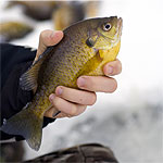 Michigan Winter Free Fishing Weekend February 17-18